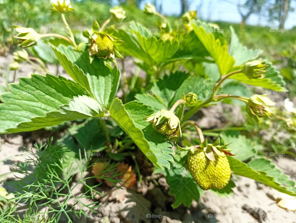 The garden strawberry (or simply strawberry; Fragaria × ananassa)