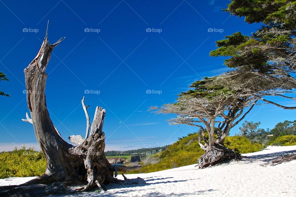 Carmel Beach