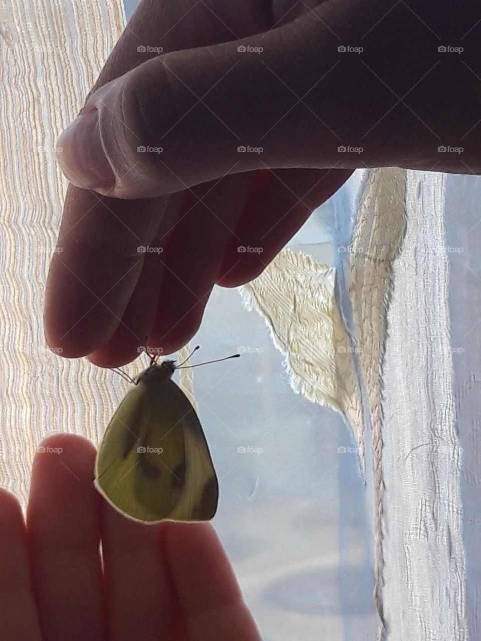 Butterfly Resting in Hand!
