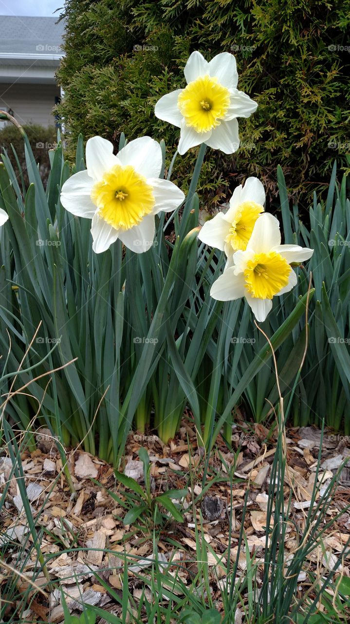 Flora, Nature, Garden, Flower, Season