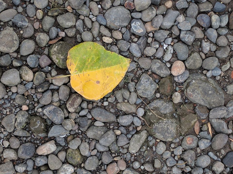 yellow leaf on gravel