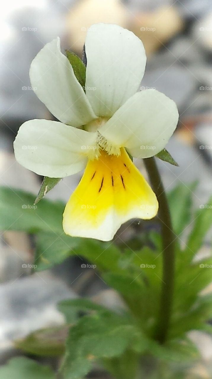 white flower with yellow