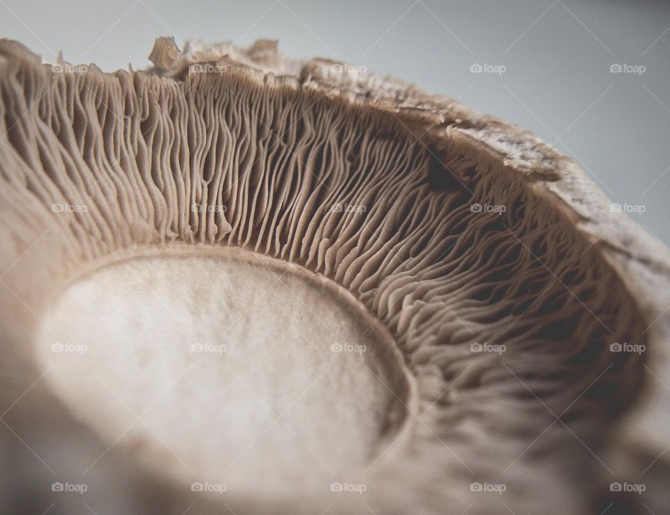 Close up of the inside of a chestnut mushroom
