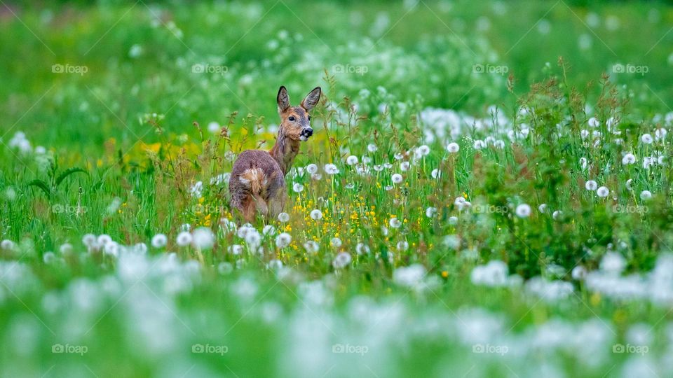 Deer and flowers