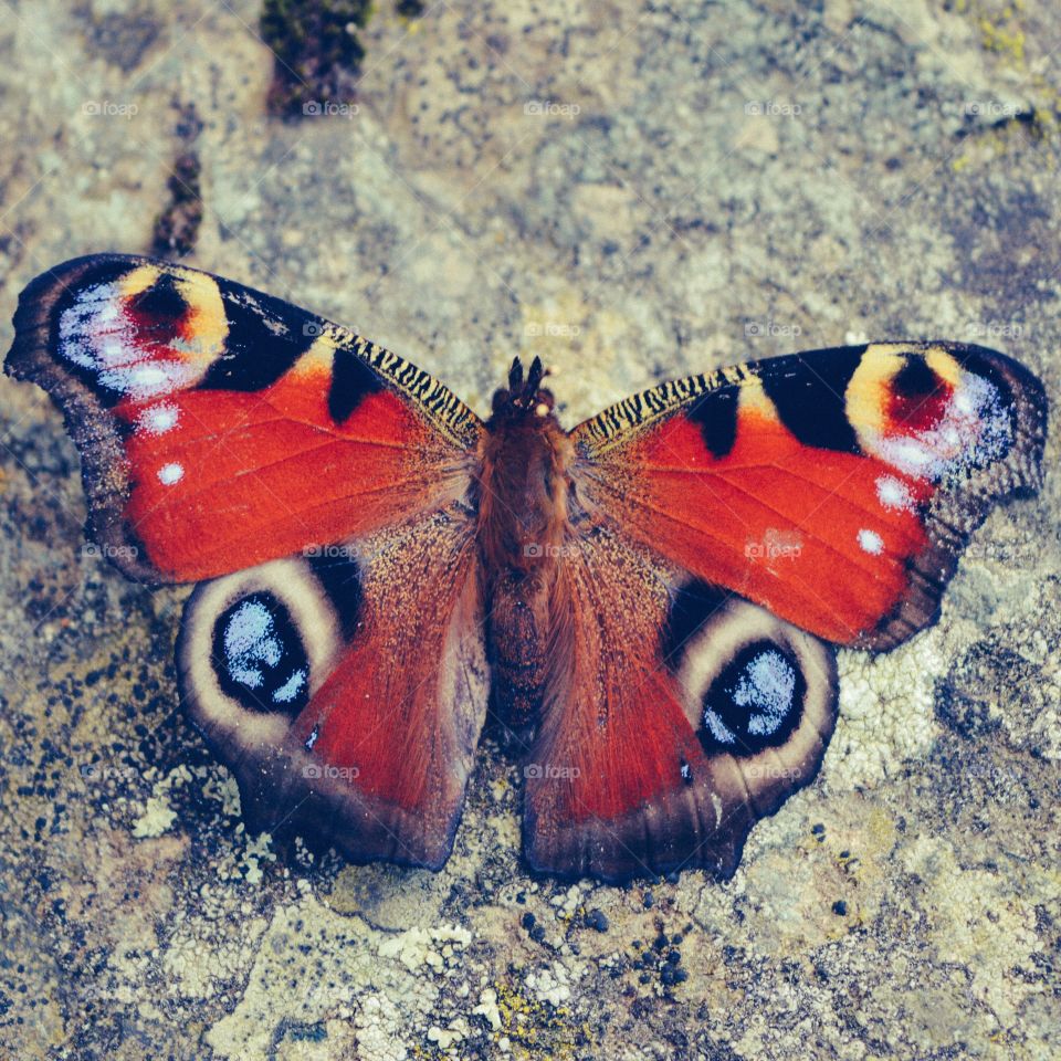 Close-up of red butterfly