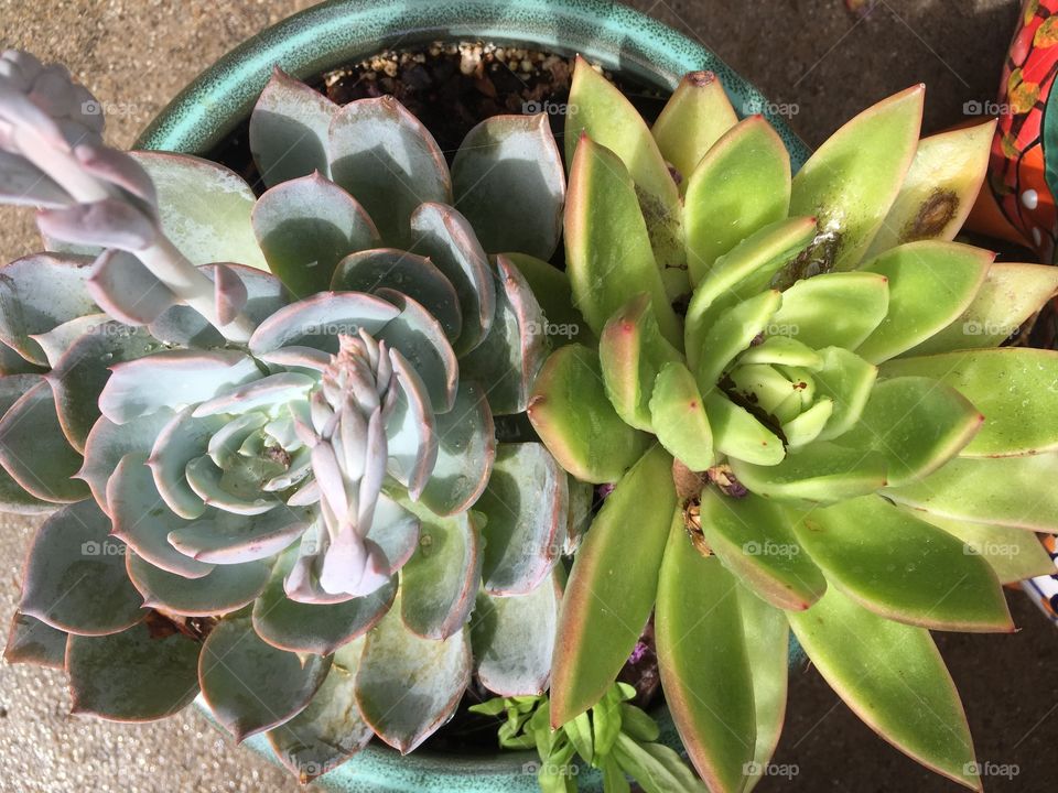 Succulents