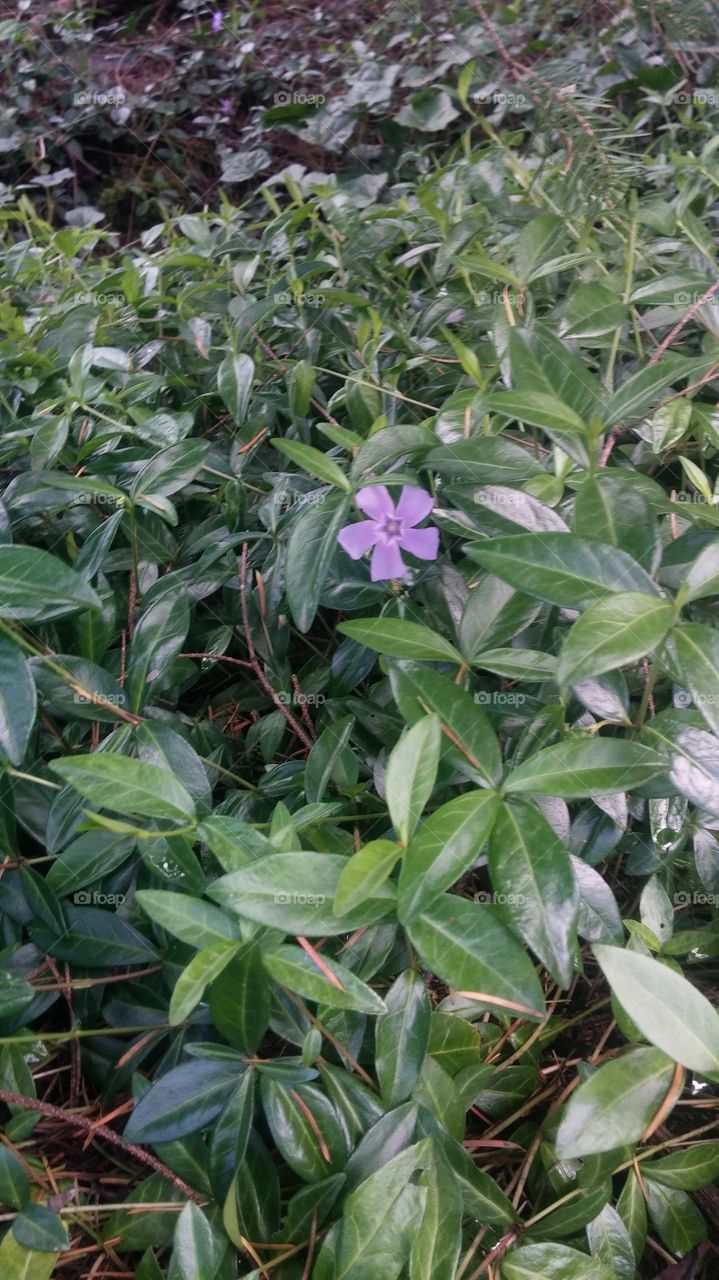 myrtle. periwinkle on a walk