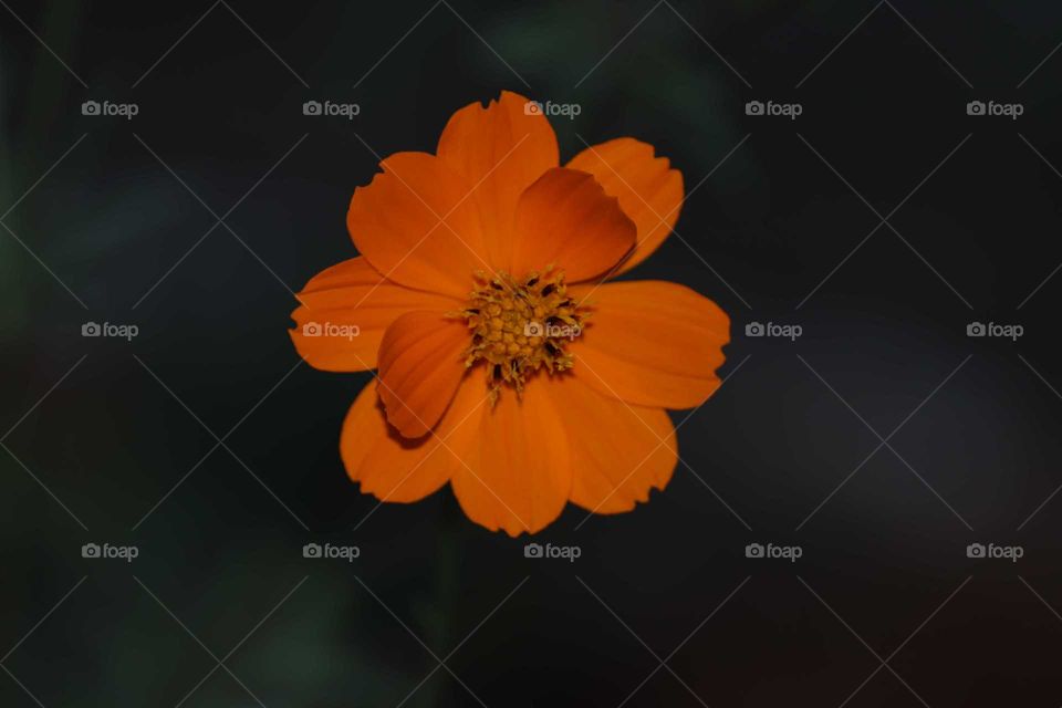 orange flower