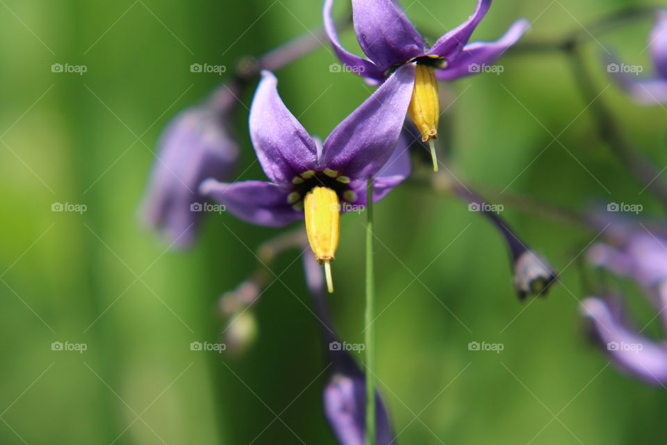 Purple wildflower 