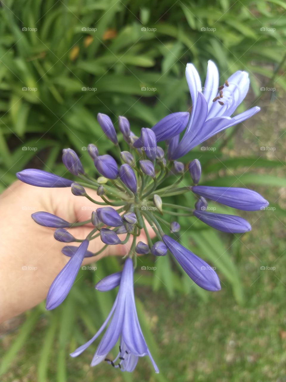 violet agapanthus 💜