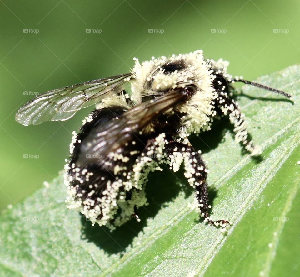 Pollen covered bee