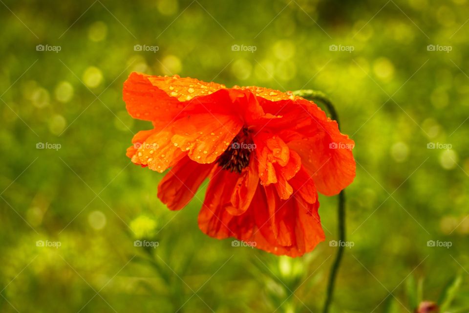 Close up of poppy with water drops after rain