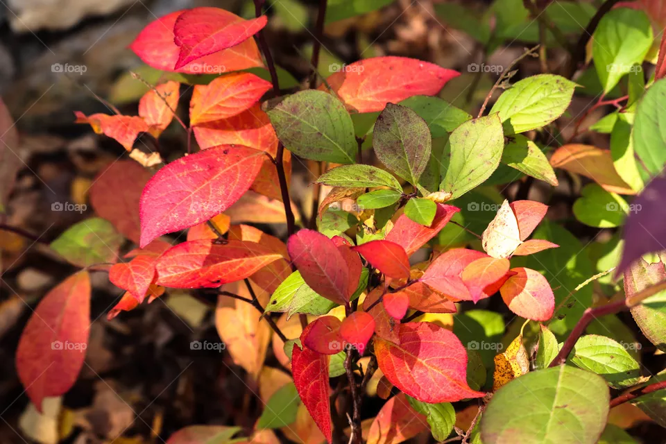 red and green leaves