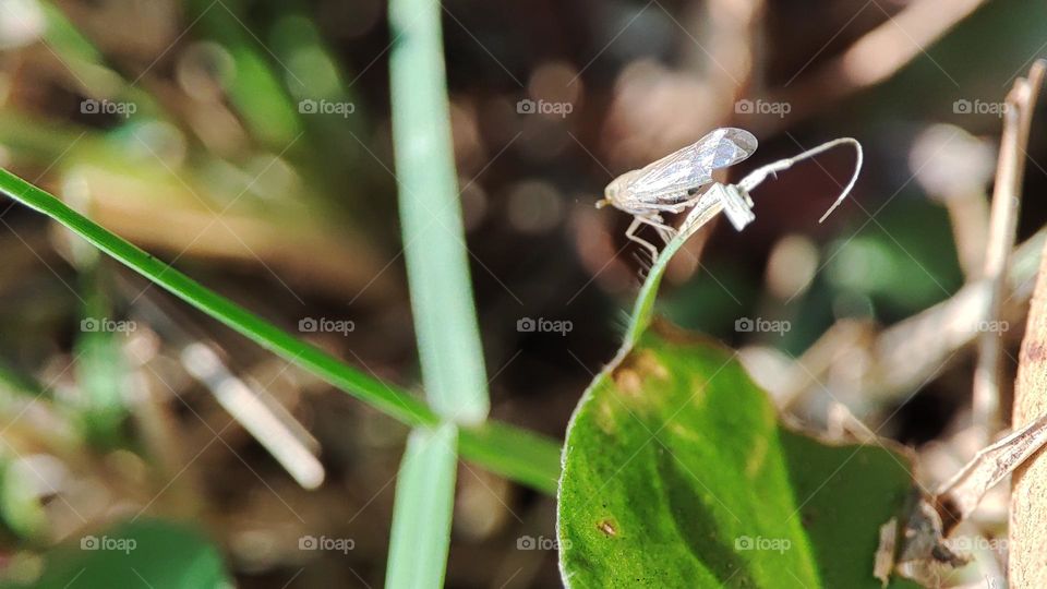 Whitebacked plant- hopper

Insects