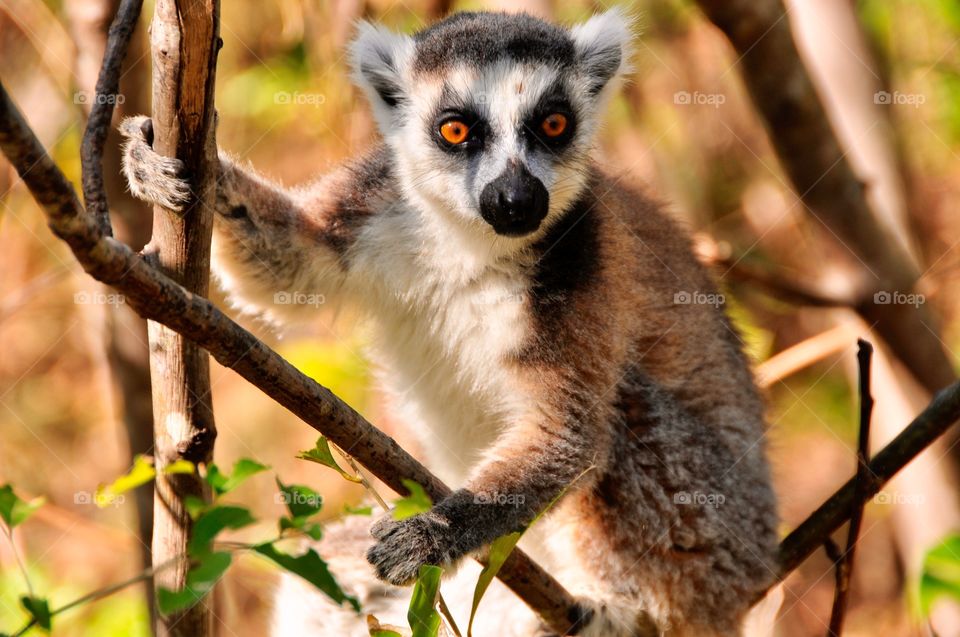 Lemur