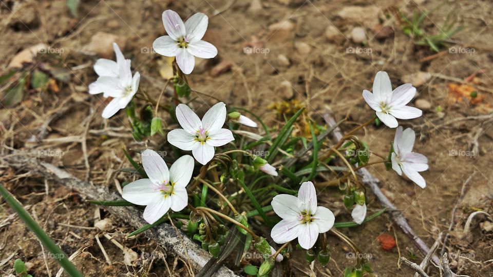 Spring Flower