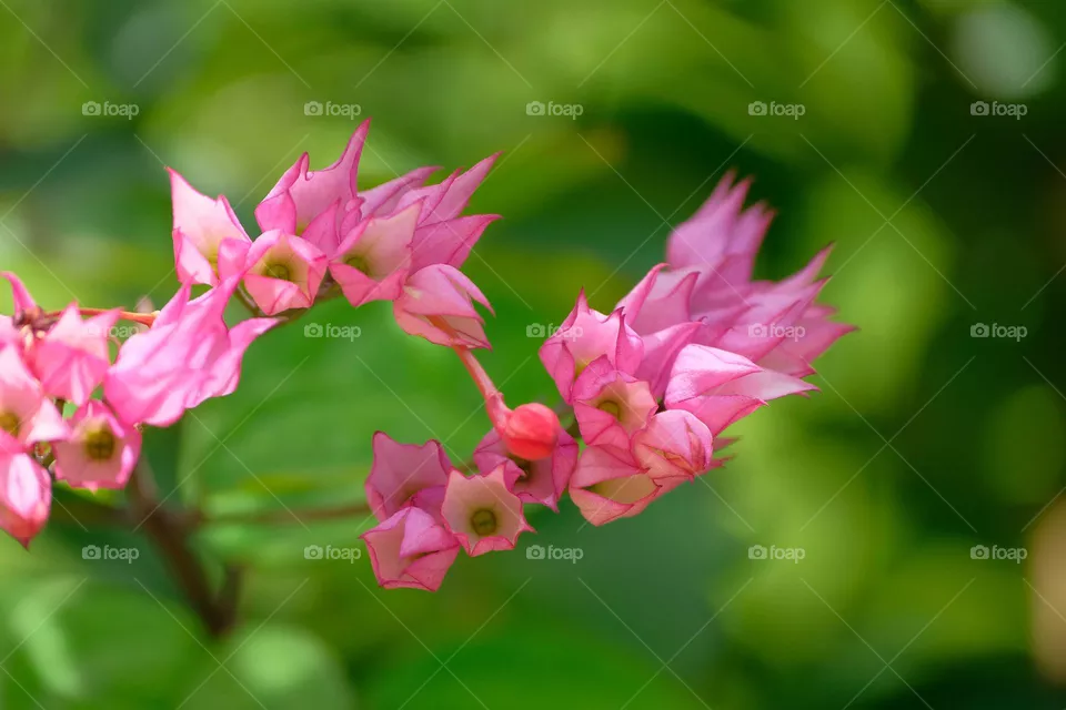 red flowers