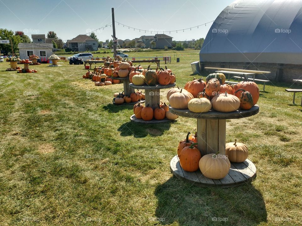 pumpkin displays
