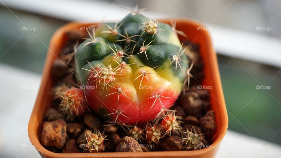 Gymnocalycium Damsii cactuss