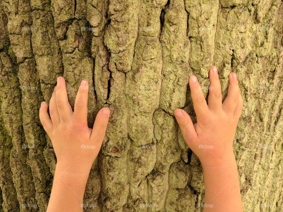 Child's hands on rough oak tree bark.
