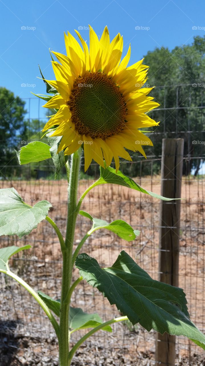 First Sunflower. First Sunflower of the season in the garden