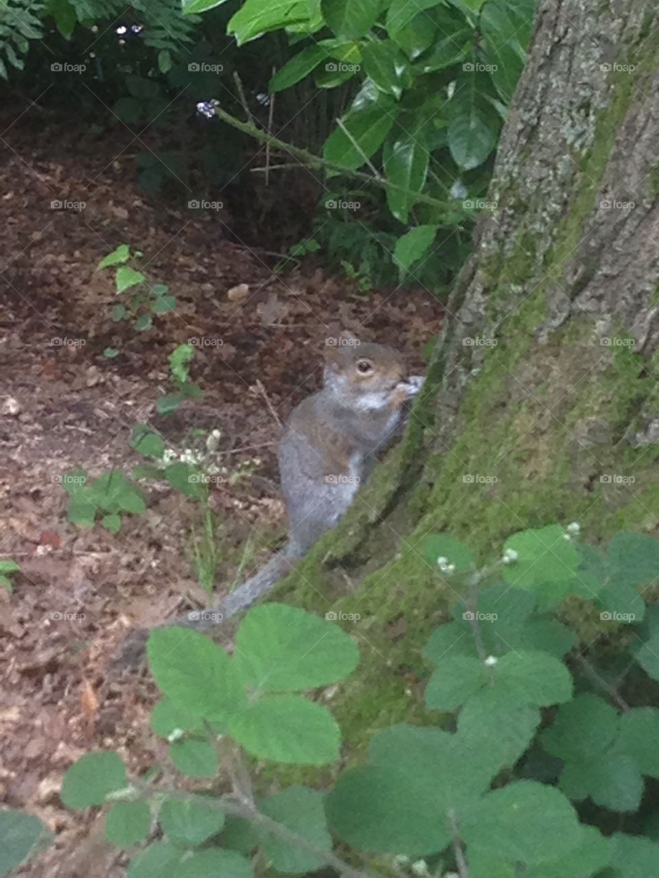 Squirrel 