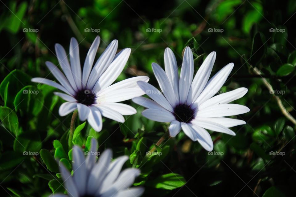 white daisy in the garden