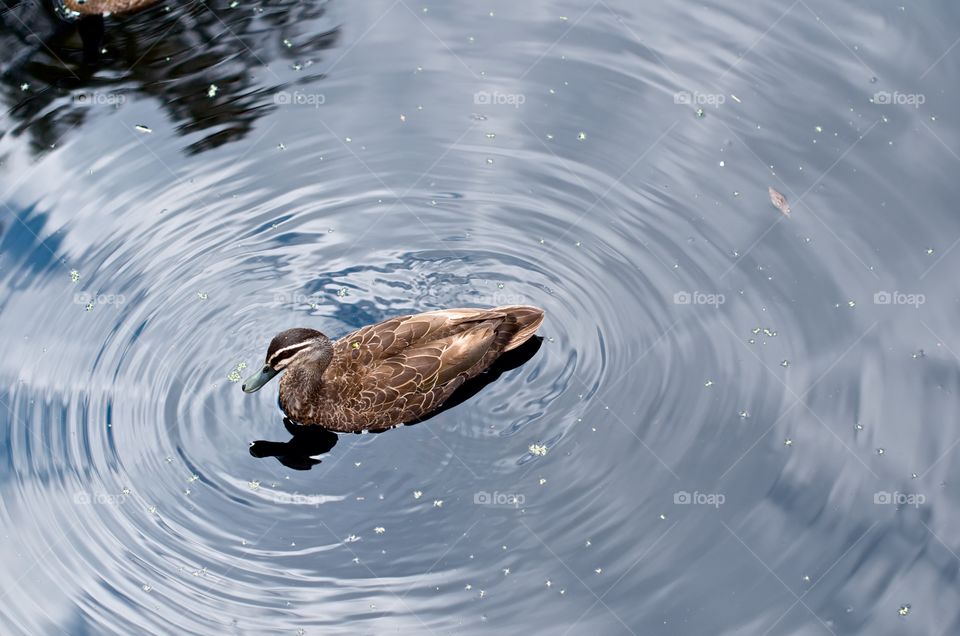 High angle view of duck swimming