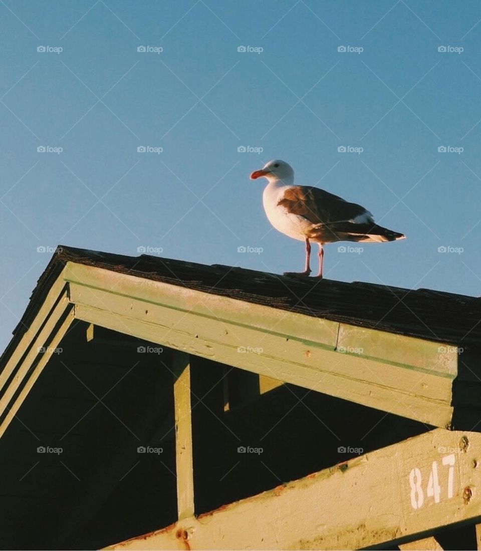 La Jolla , San Diego CA