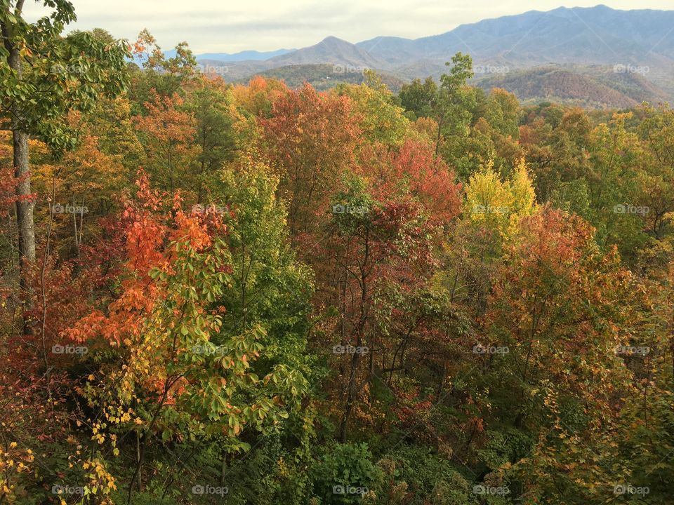 Autumn Foliage in Gatlinburg