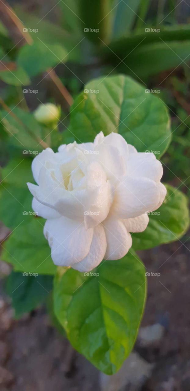 Thai jasmine flower