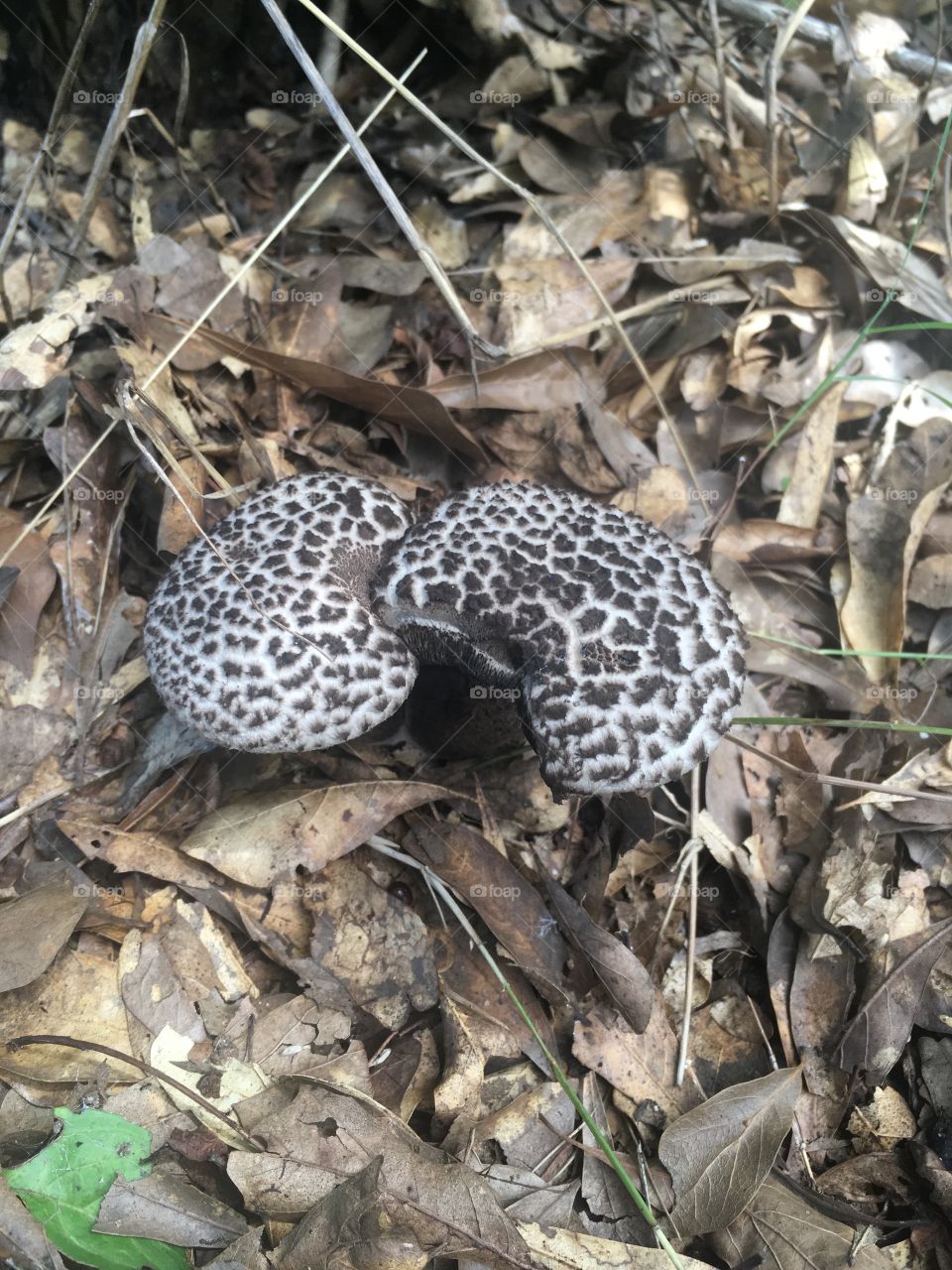 Old man of the woods mushrooms 