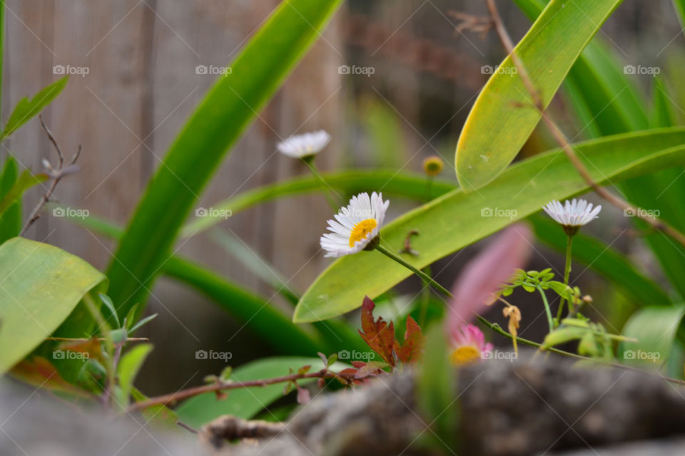 White daisy flower