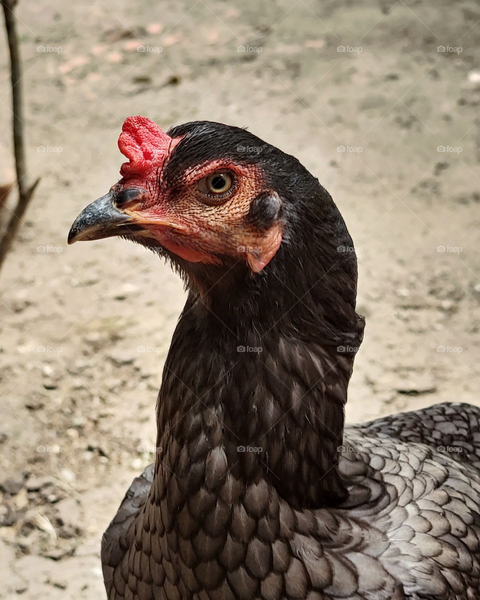 beauty in feathers