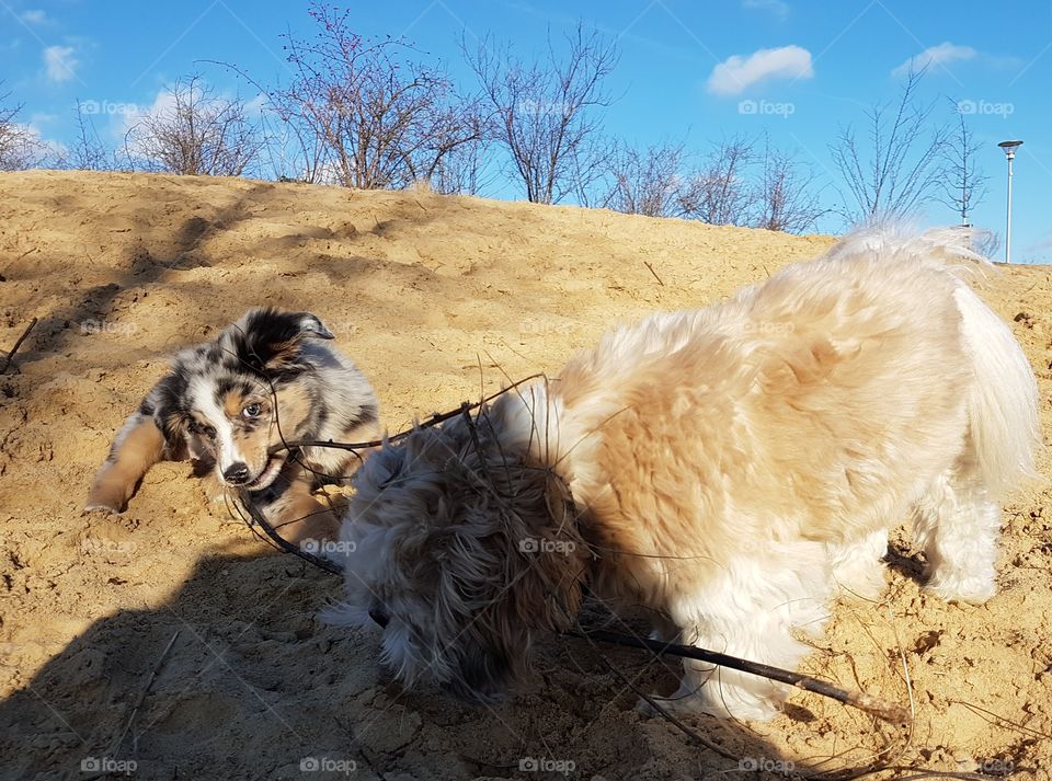Two dogs, one puppy and one adult, sharing a stick on a sunny winter day.