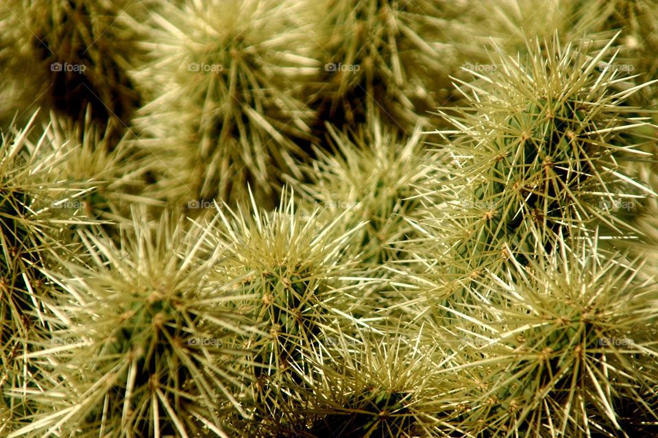 Sharp Needles of Cholla Cactus