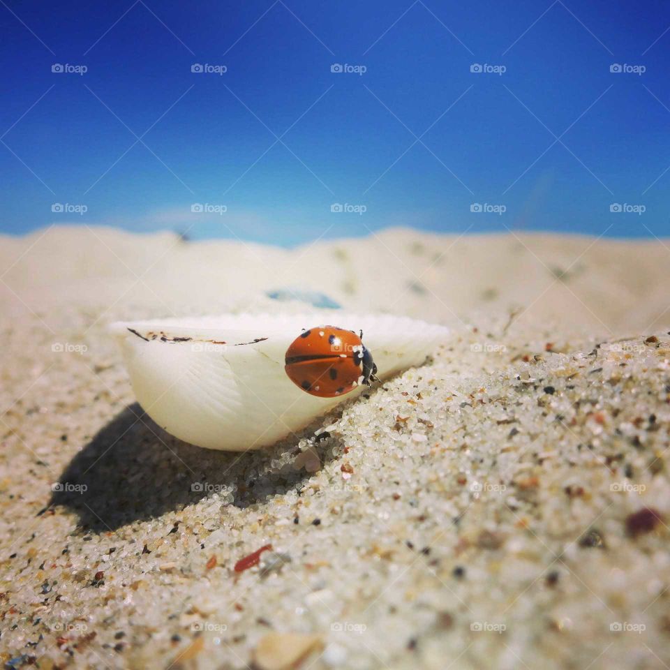 a ladybug on a seashell