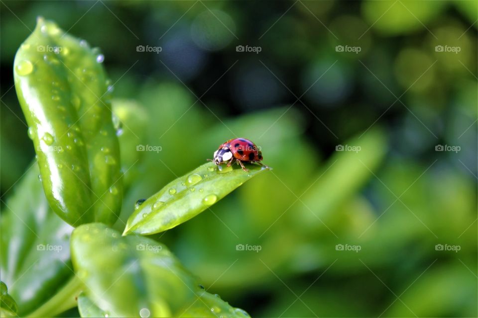 Ladybirds on leaf with dew