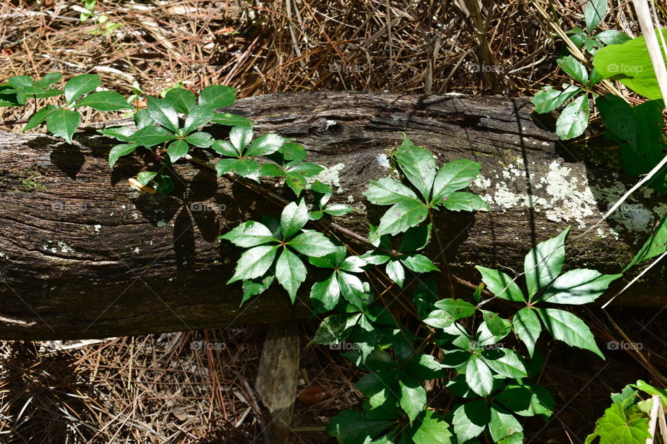 Dead log and  leaves