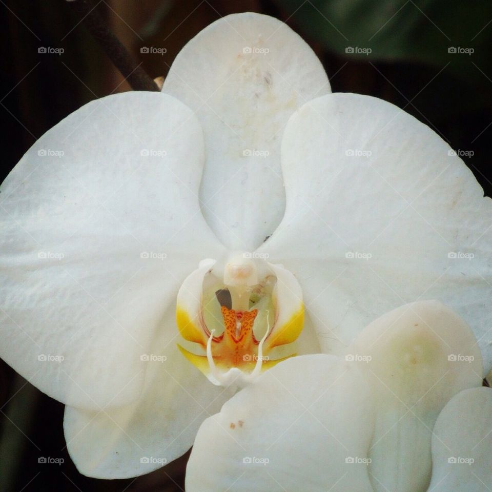 Orchidée