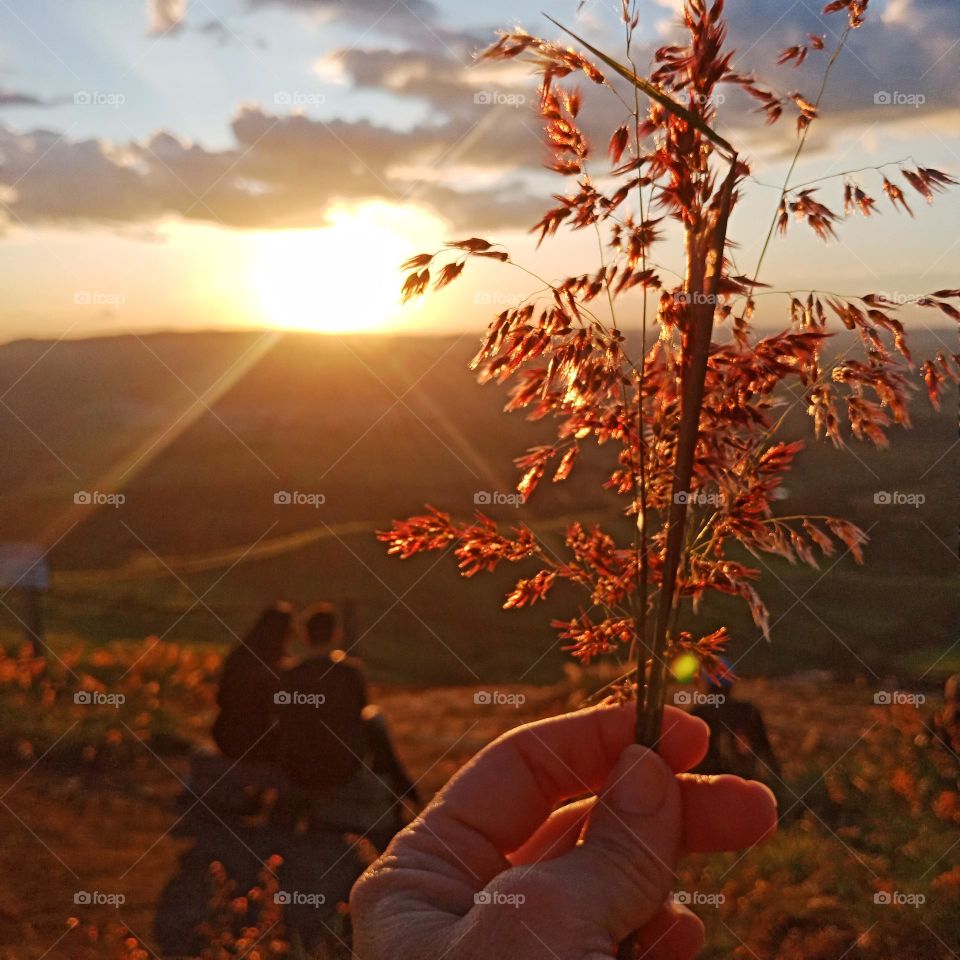 A grass flower by a couple watching the sunset on a high mountain