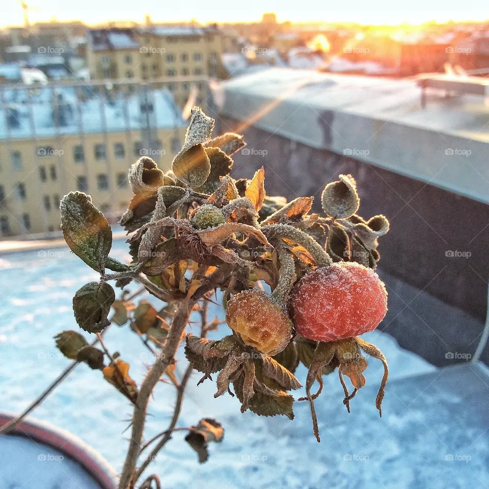 Frost