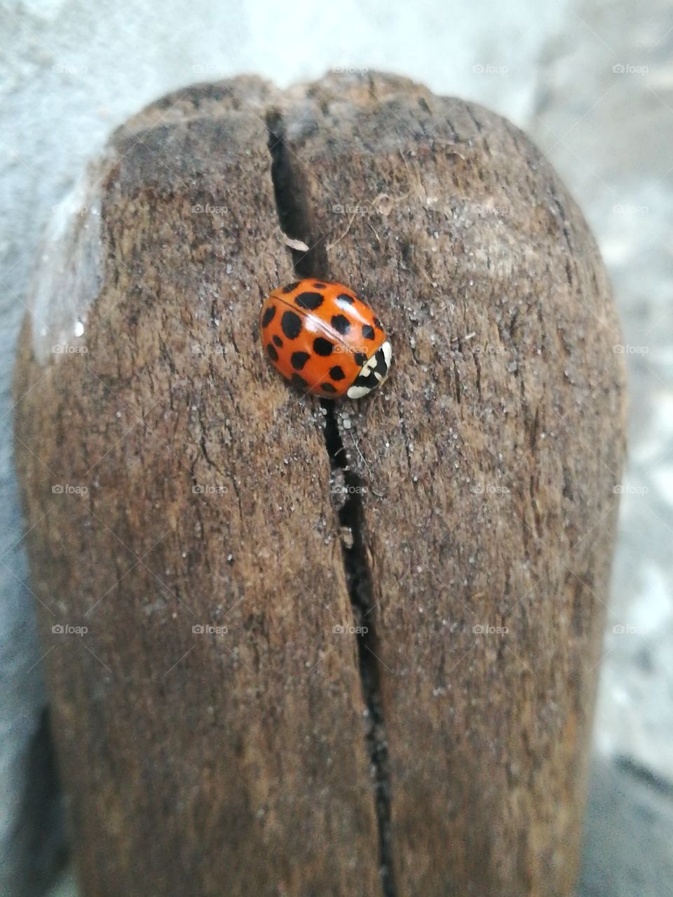 Eye to eye with ladybird