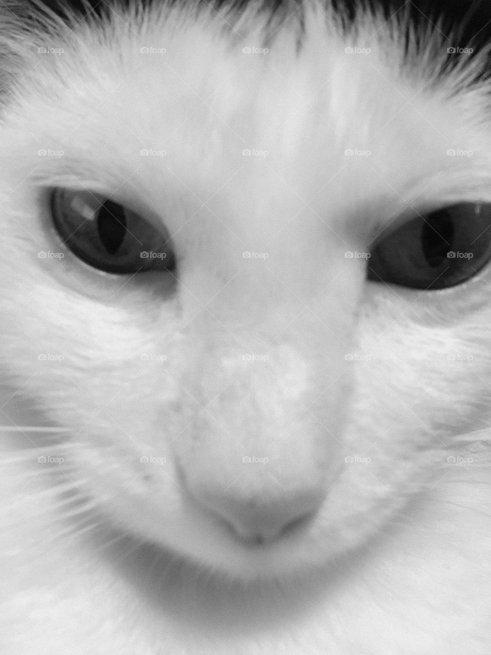 Soft Monochrome Buttons 