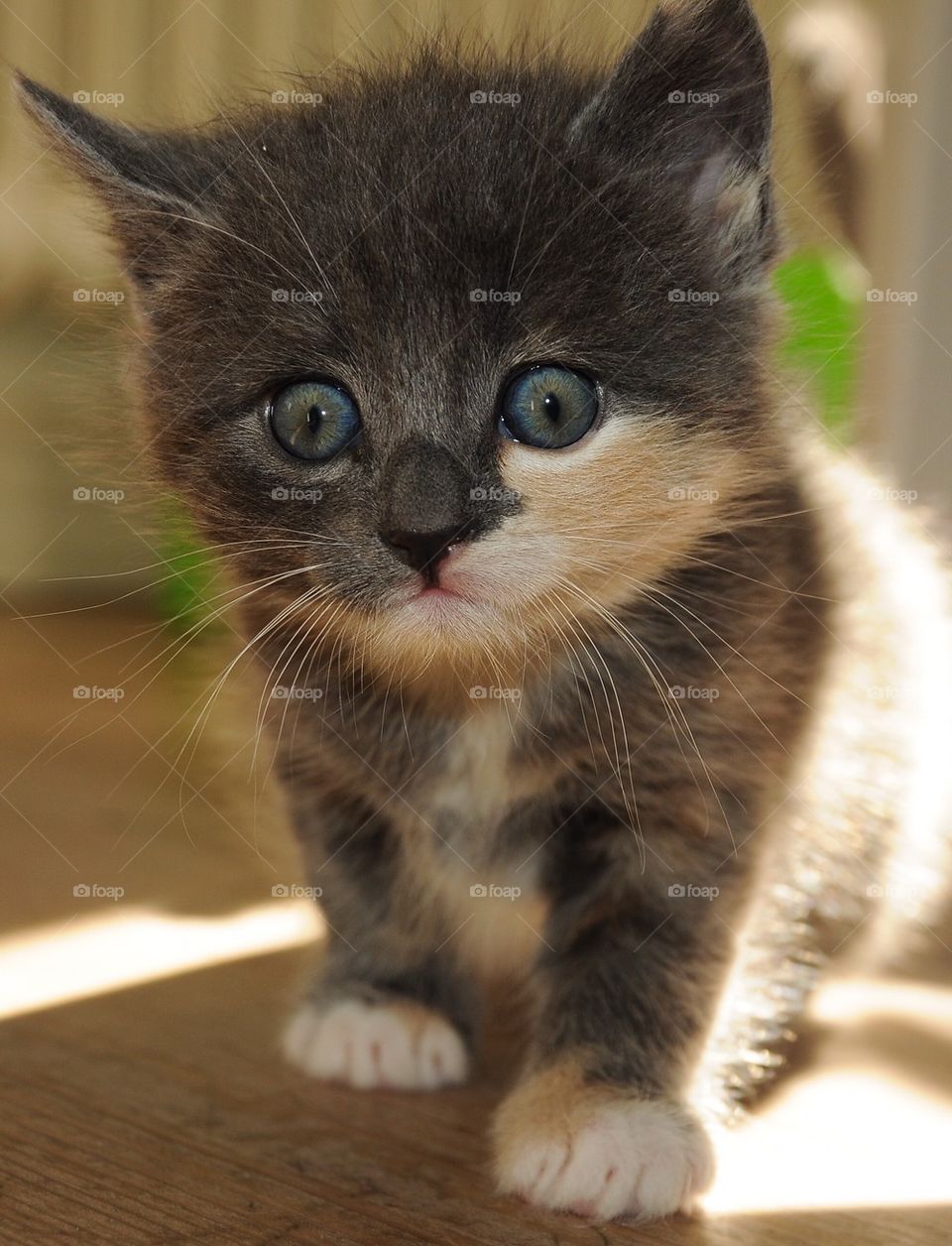 Cute kitten