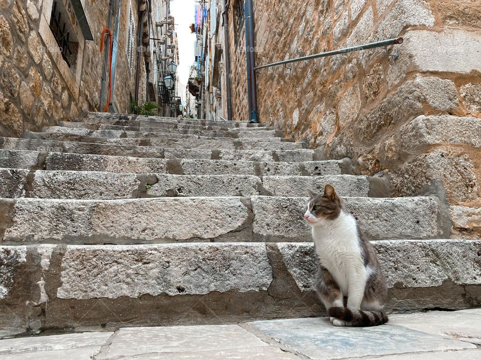 Kitty at Dubrovnik