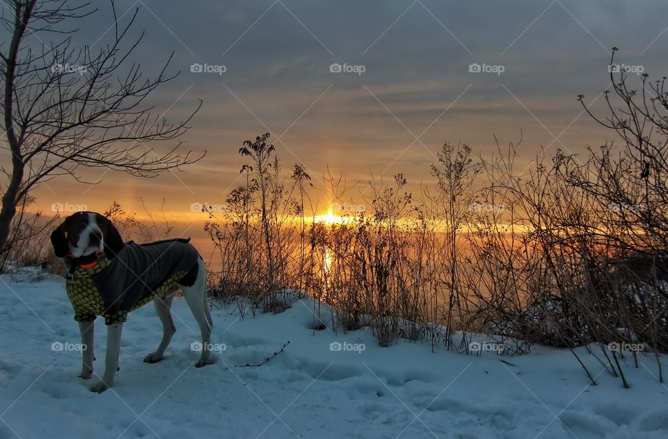 Coonhound Sunrise 