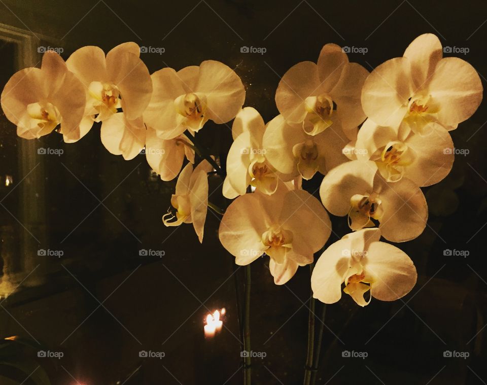 Phalaenopsis