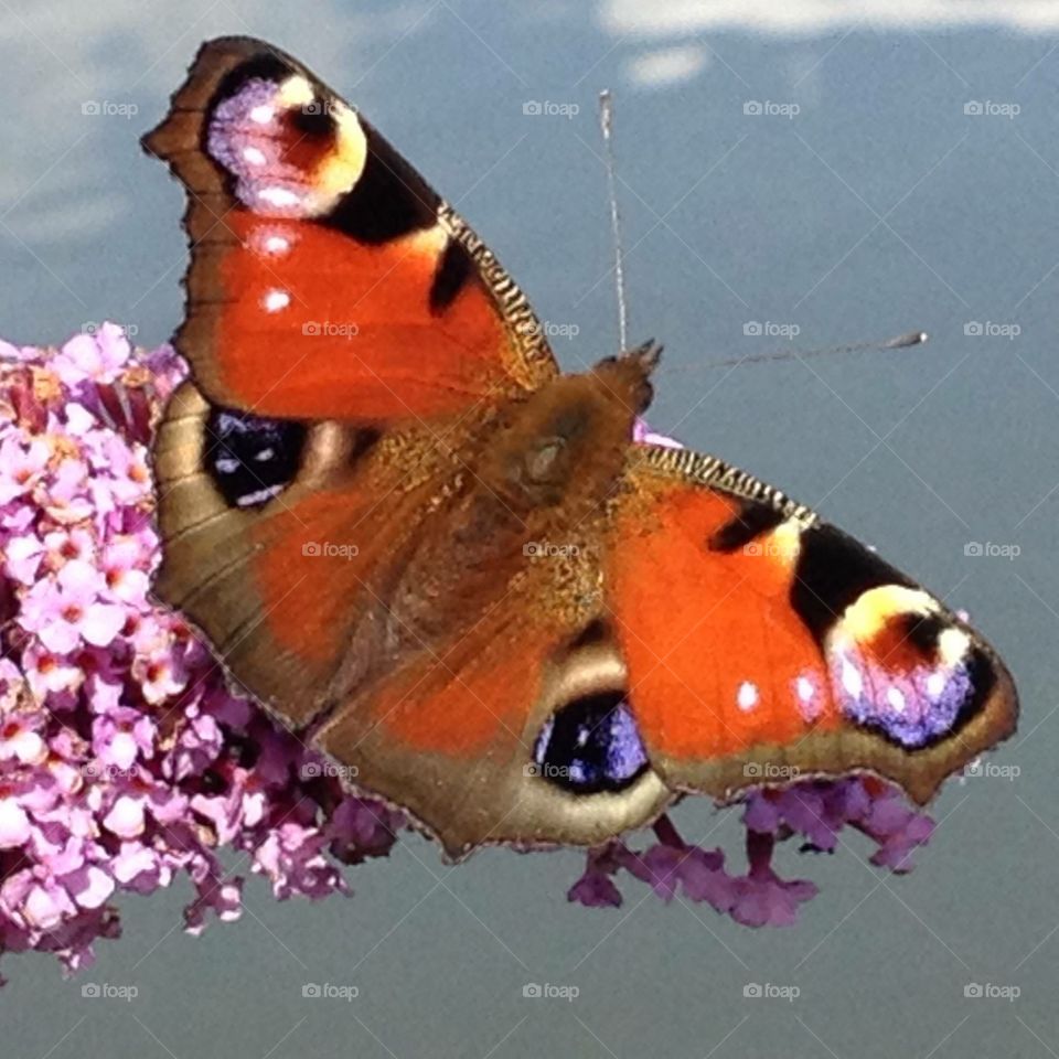 Peacock butterfly