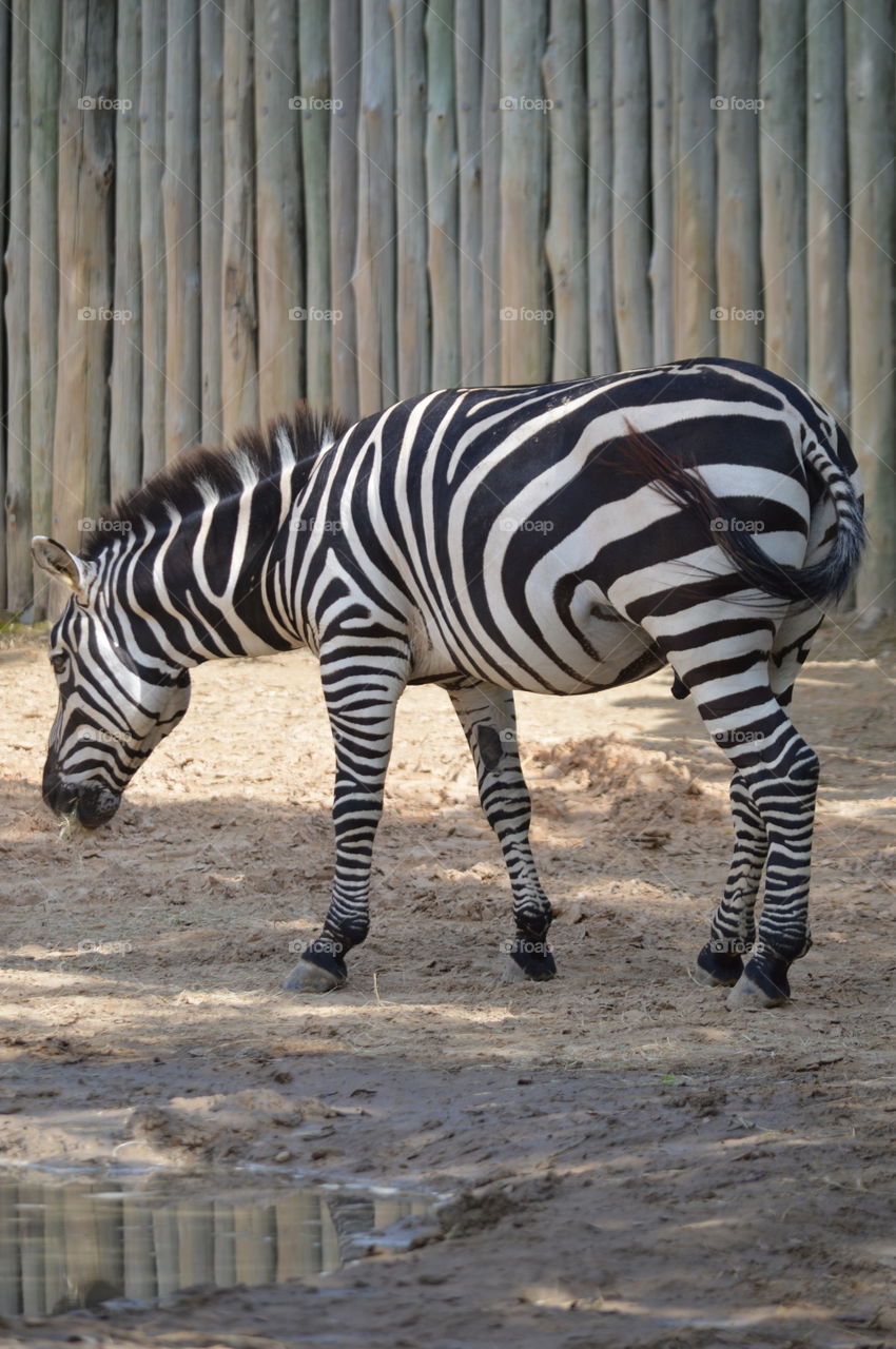 zebra